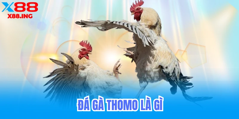 Đá Gà Thomo Là Gì?